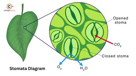 Leaf Stomata Diagram