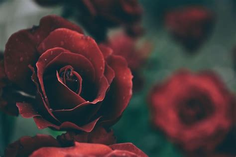 Premium Photo | Red vintage rose flowers