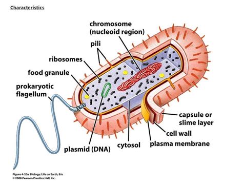 Prokaryote Characteristics Diagram Quizlet