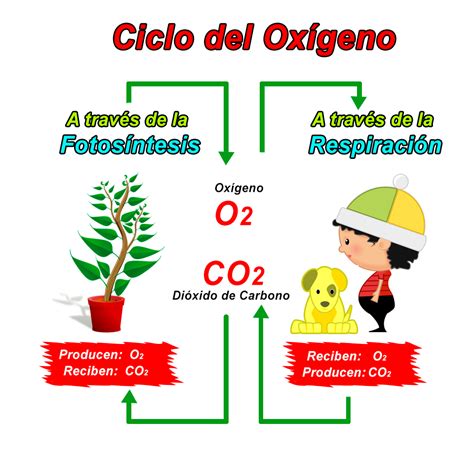 Ciclo Del Oxígeno