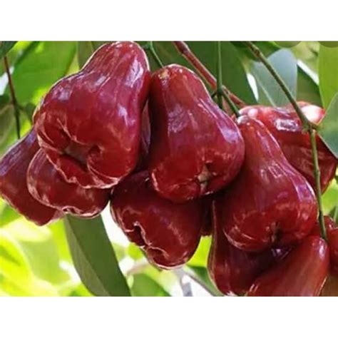 Jual Bibit Jambu Citra Super Shopee Indonesia