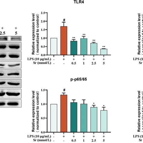 Sr mitigated LPS induced the TLR4 MyD88 NF κB pathway activation All