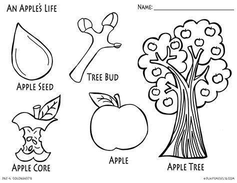 Free Printable Apple Tree Life Cycle Worksheet