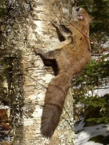 Northern Flying Squirrel - Facts, Diet, Habitat & Pictures on Animalia.bio