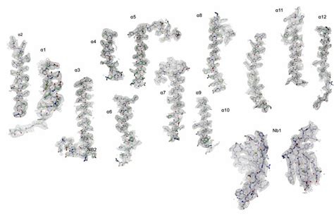 Figure Supplement Cryo Em Density Of The Sinrat Nb Complex Cryo Em