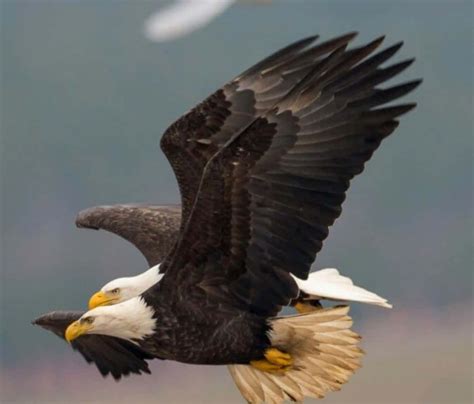 Download Majestic Eagles Soaring Through the Sky | Wallpapers.com