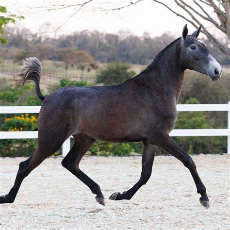 Puro Sangue Lusitano é destaque no 1º Leilão Rocas do Vouga 4º Leilão