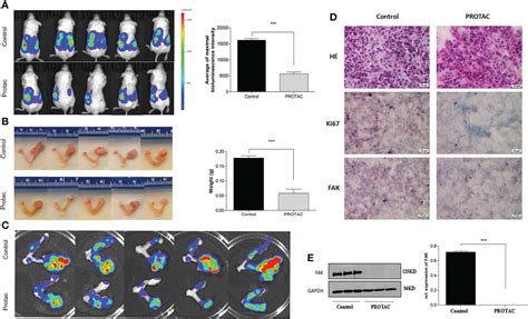 Frontiers FAK PROTAC Inhibits Ovarian Tumor Growth And Metastasis By