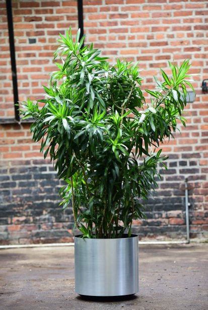 Dracaena Reflexa – Interior Foliage Design