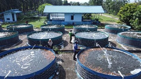 Banyumas Jadi Pilot Project Pembudidayaan Ikan Go Digital