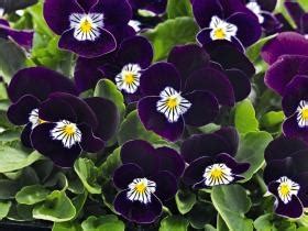 VIOLA Cornuta ADMIRE PURPLE WHITE FACE Muller Seeds