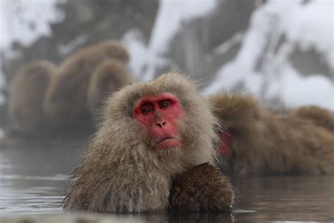 Snow Monkey Park Nagano Discover Places Only The Locals Know About