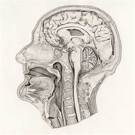 Median Section Of A Head On Behance Medical Illustration Drawings