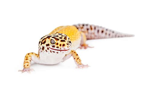 Royalty Free Leopard Gecko Pictures Images And Stock Photos Istock