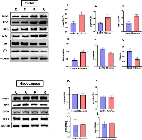 Effect Of Rotenone On Expression Of Different Protein Markers In Cortex