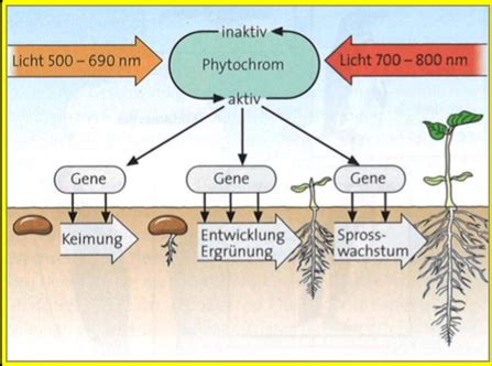 Biologie Ökologie Teil 1 Flashcards Quizlet