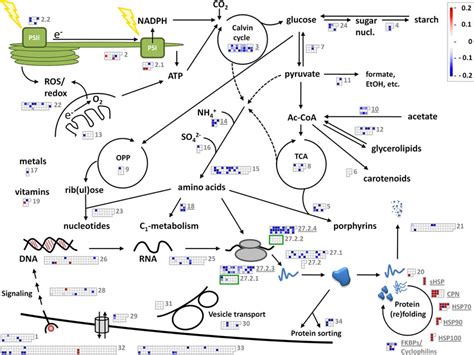 Schematic Overview Of The Quantitative Shotgun Proteomics Results