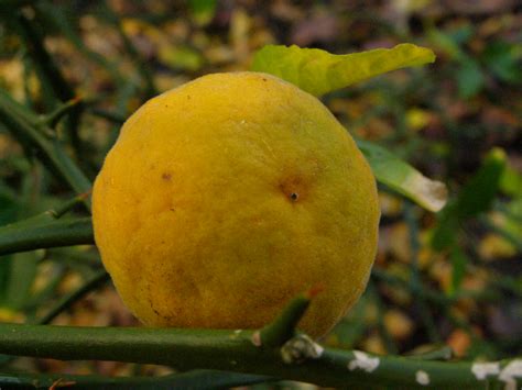 CITRUS TRIFOLIATA SYN PONCIRUS TRIFOLIATA 03-12-2007 12-17… | Flickr