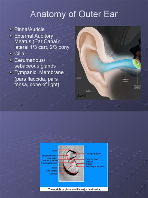 Anatomy Of Outer Ear Pdf