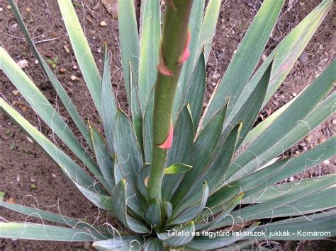 Succseed Yucca Filamentosa Ssp Concava Franklin Mts N Carolina