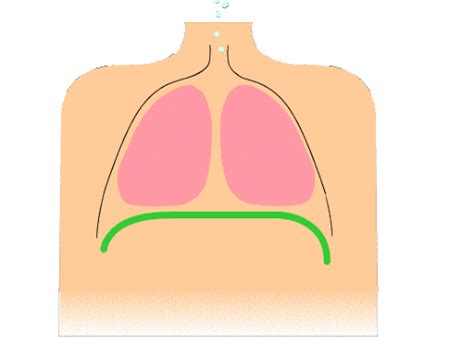 Respiratory System Baamboozle Baamboozle The Most Fun Classroom