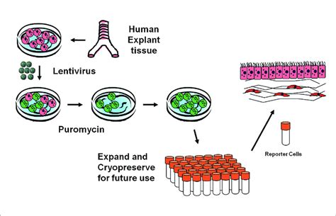 3D Organotypic Reporter Models From Normal Human Cells Schematic