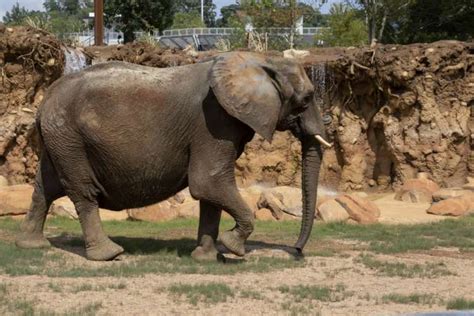 African Elephant - Zoo Atlanta