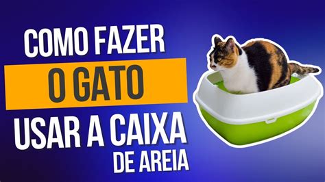 Como Ensinar O Gato A Usar A Caixa De Areia Dicas Para Seu Gato Parar