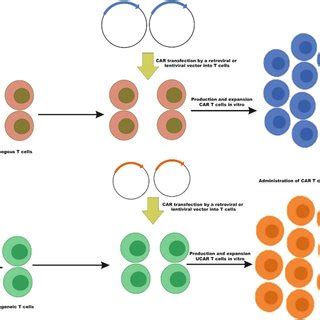 CAR T cell manufacturing and therapy. A After extracting autologous T ...