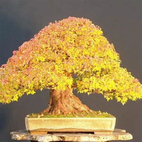 Jual Benih Bibit Biji Pohon Bonsai Mini Langka Fuji Wisteria Maple Gold