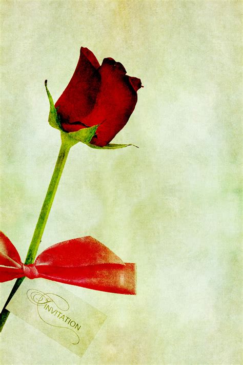 Rose Vintage Painting Free Stock Photo - Public Domain Pictures