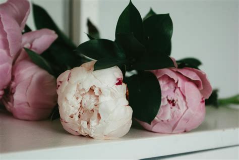 peonies meaning flower 4