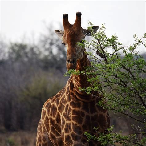 Giraffe Afrika Solo Kostenloses Foto Auf Pixabay Pixabay