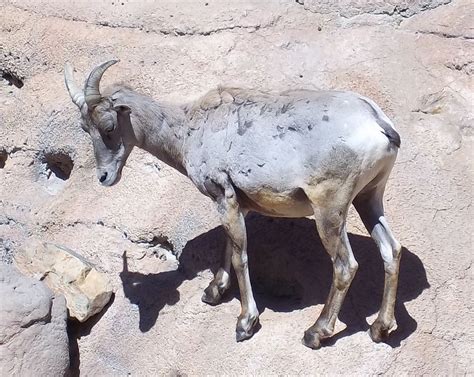 Desert Museum, Tucson | Moose art, Museum, Animals