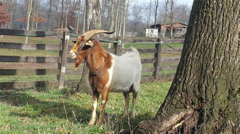 Kiko goats - Capriole Farm