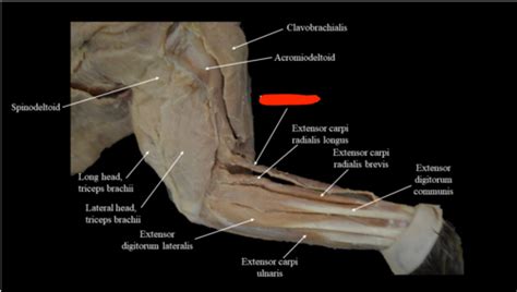 Cat Muscle Anatomy Flashcards Quizlet