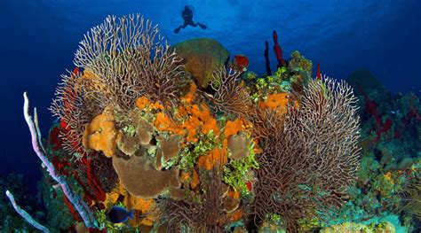 Exploring Coral Reefs In Grand Cayman | Red Sail Sports