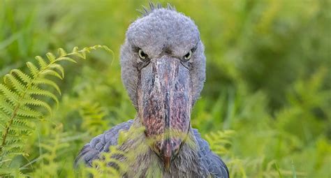 Shoebill Stork In Uganda African Birding Trips Africa Adventure