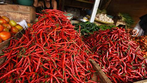 GoRiau Makin Mahal Harga Cabai Merah Di Kuansing Tembus Rp80 Ribu Per Kg