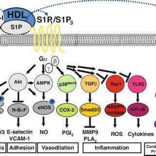 Hdl Induced Cell Signaling Mediated By S P The Binding Of Hdl To