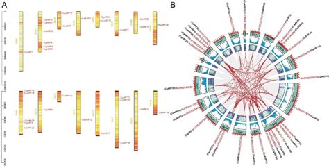 Schematic Representation Of The Chromosomal Distribution Synteny