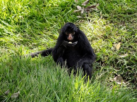 Macaco aranha preto de cara preta da espécie ateles chamek Foto Premium