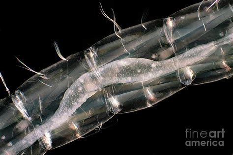 Phantom Midge Larva Photograph By Frank Fox Science Photo Library