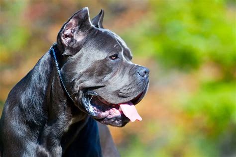 Why Do Cane Corsos Have Their Ears Cropped