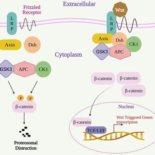 The Nf B Pathway Ikks Inhibitor Of Kappa B Kinases I B Ikappab