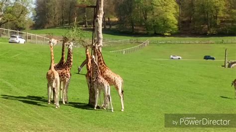 Longleat Safari Park Youtube