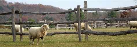 Small scale agriculture – Sheep Fencing | Maplewood Center for Common Craft