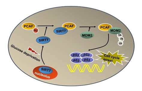 Sirt Activates P By Enhancing Pcaf Mediated Mdm Degradation To