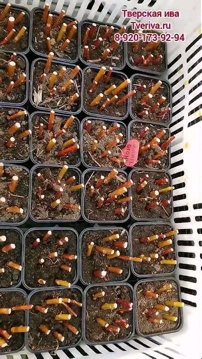 Саженцы сортовой ивы в питомнике ТВЕРСКАЯ ИВА. Ива для плетения #ива # ...