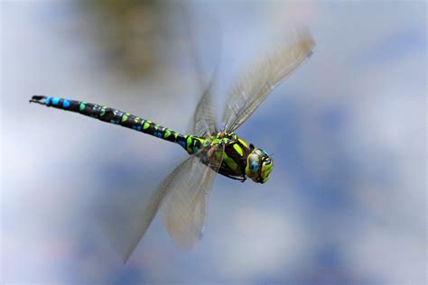 Southern Hawker Southern Hawker Aeshna Cyanea Olli Flickr